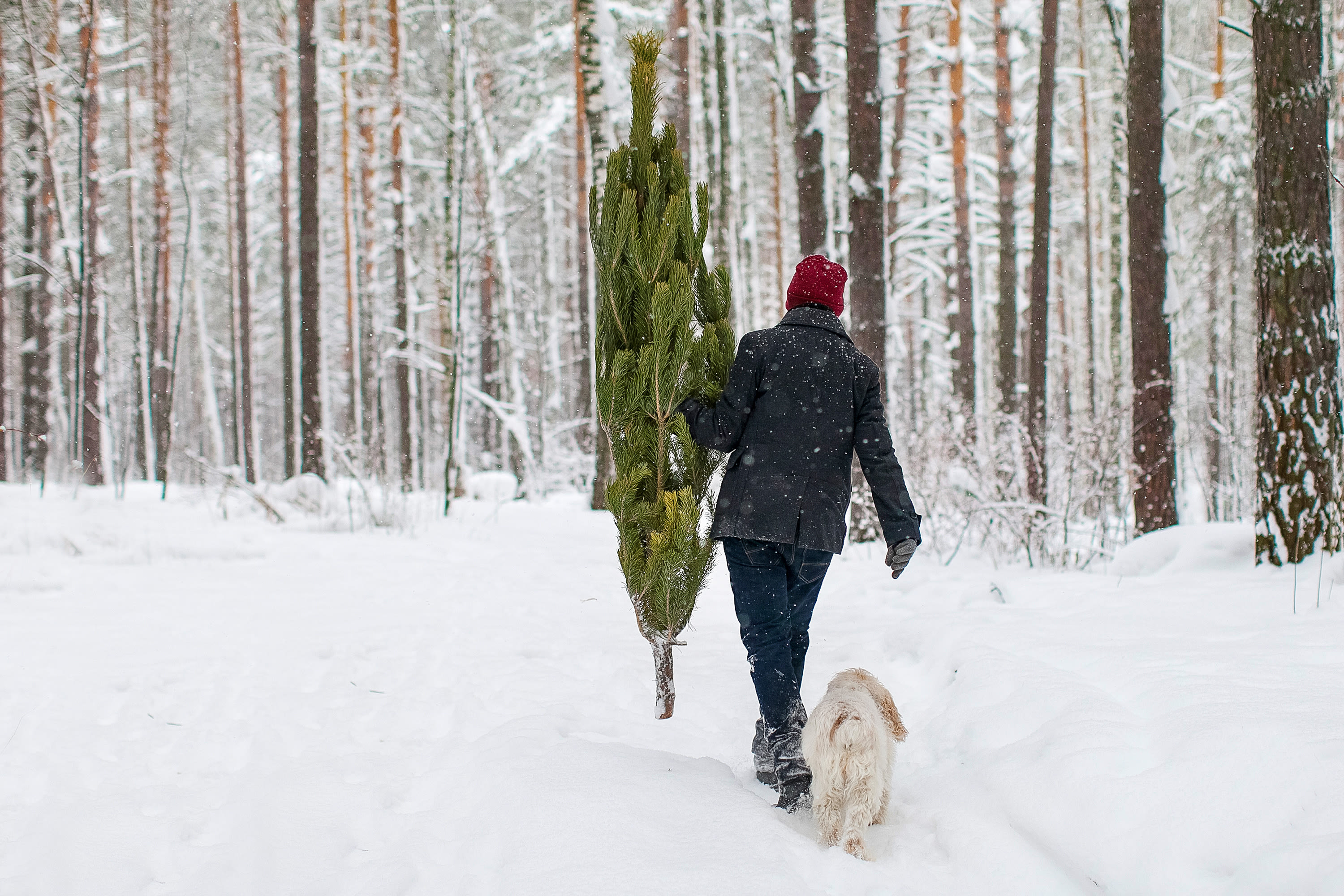 Where to Cut Your Own Christmas Tree | Seattle Met