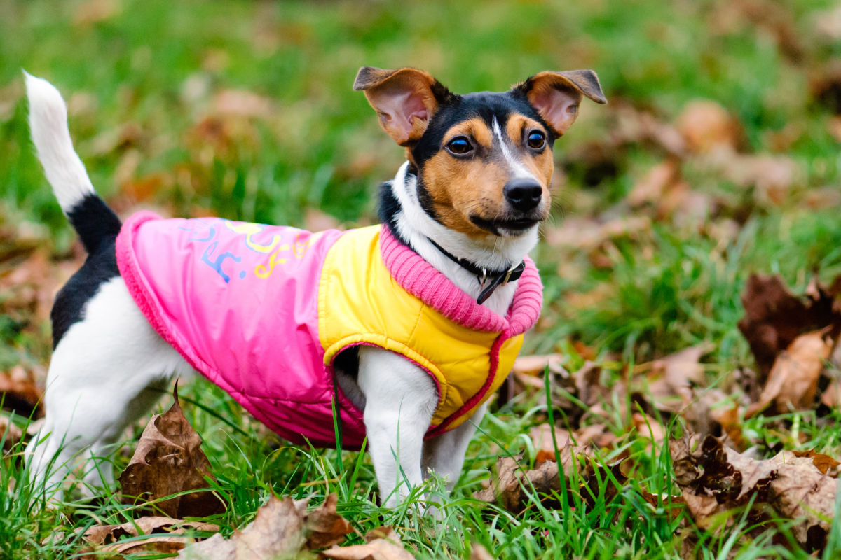 Chewy V Faux Fur Dog Jacket