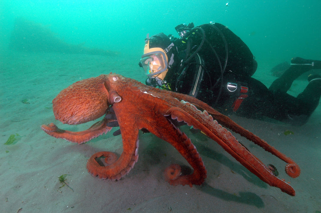 The Octopus from Outer Space | Seattle Met