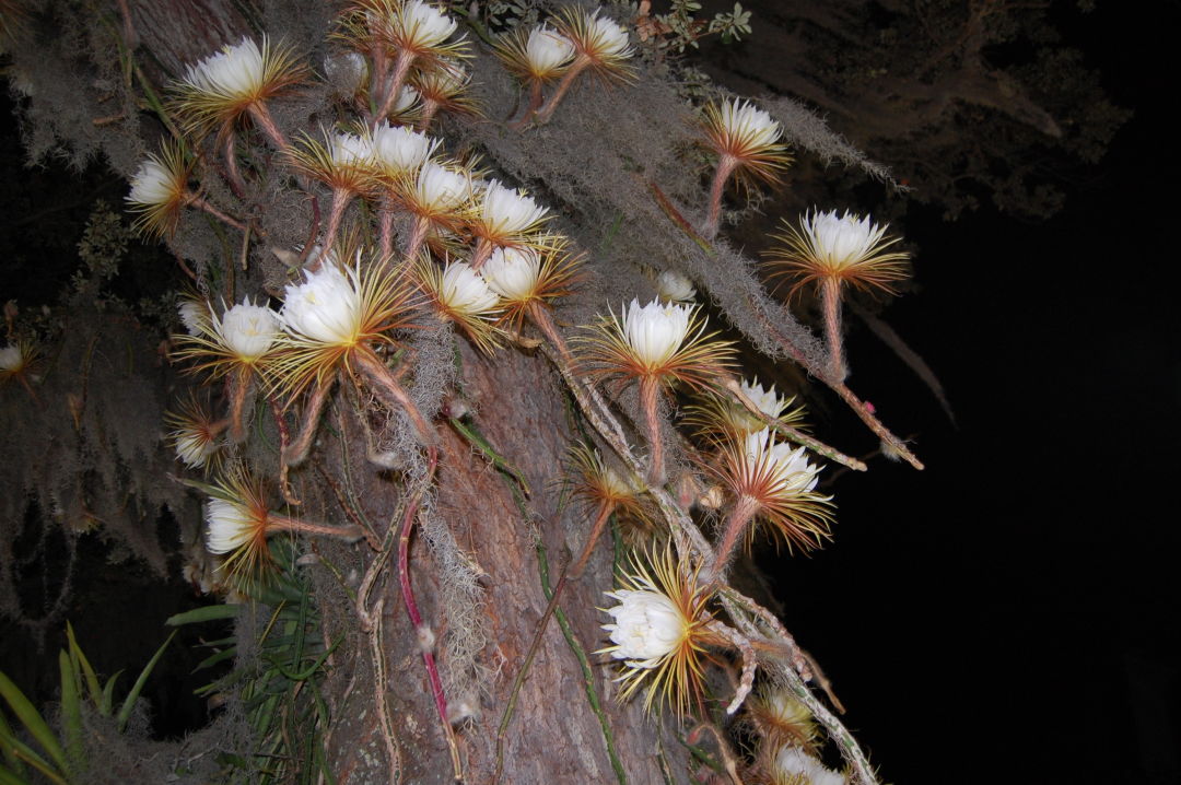 Magical 'Queen of the Night' Flowers Are Blooming All Over