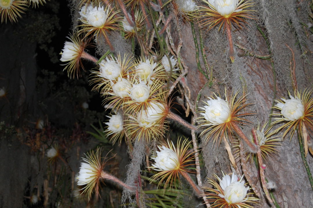 Magical 'Queen of the Night' Flowers Are Blooming All Over Sarasota