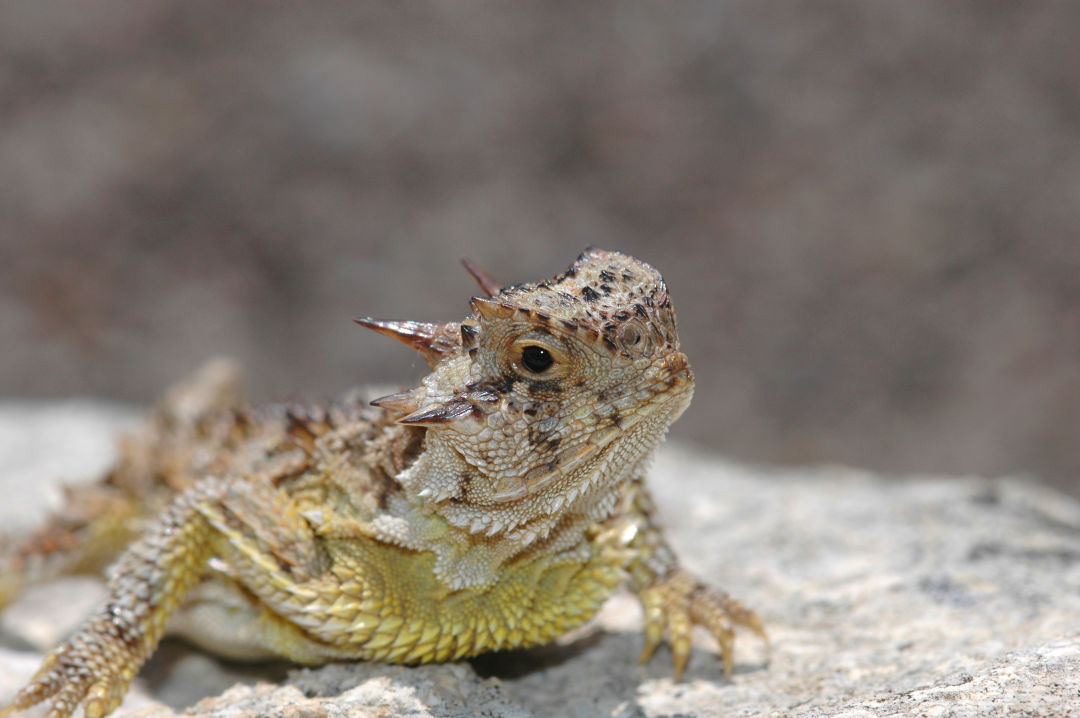 It's National Endangered Species Day! Do You Know Houston's At-Risk Animals? | Houstonia Magazine It's National Endangered Species Day! Do You Know Houston's At-Risk Animals? | Houstonia Magazine