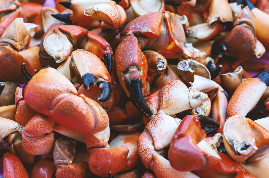 What's the Best Way to Serve Stone Crab? Sarasota Magazine