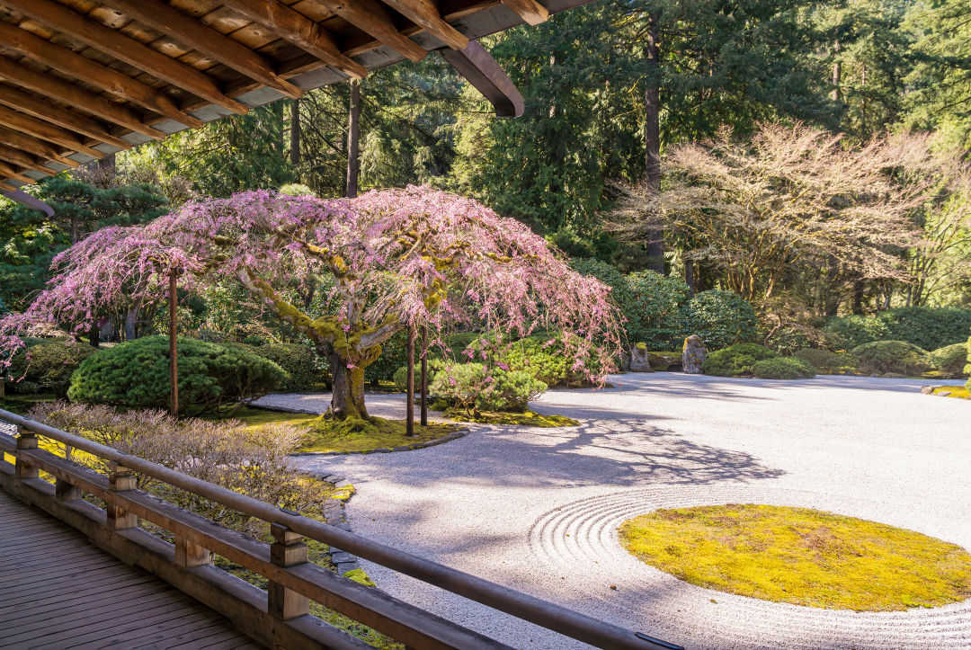 portland-weeping-cherry-tree-blossoms-japanese-garden_1948343401_kzloec A Complete Guide to Viewing Cherry Blossoms in Portland