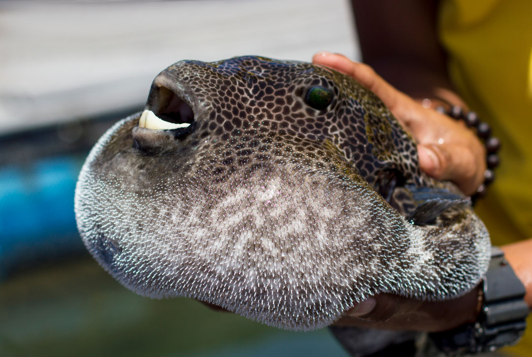 fugu fish poison