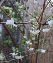 Winter honeysuckle zogu9a