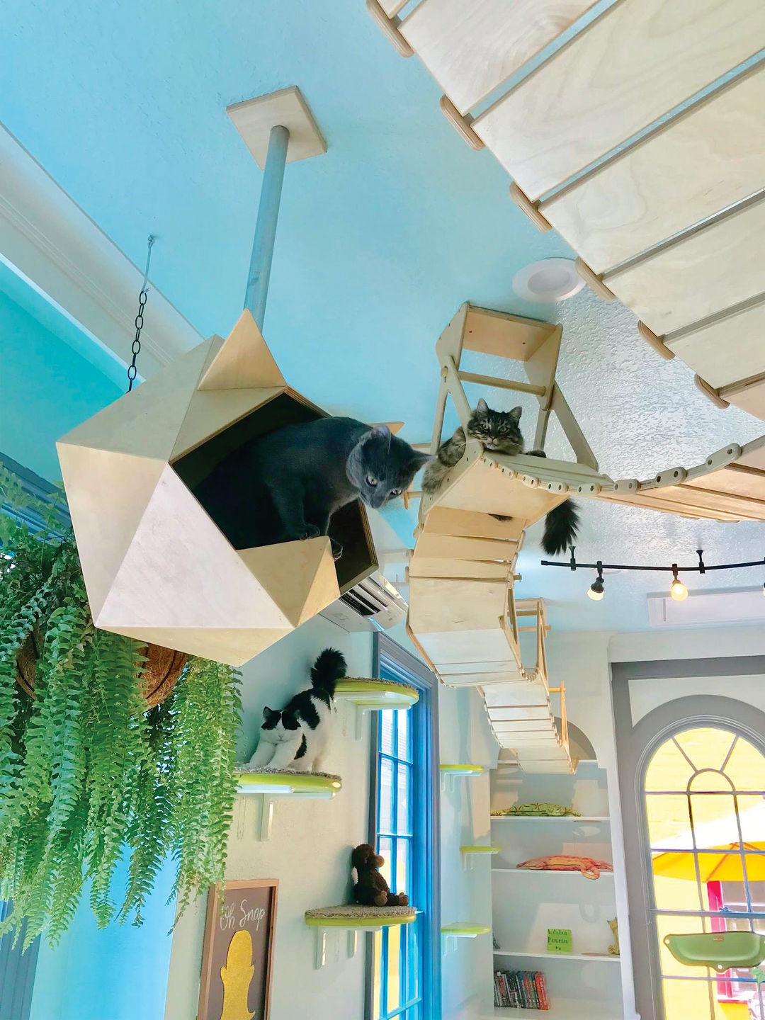 Houston Cat Café