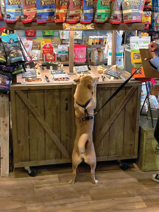 Dog Day At Minute Maid Park - Houston PetTalk