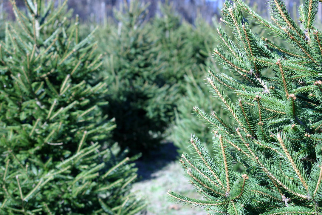 Christmas trees can help plants growing in our acidic soil thrive.