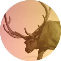 Pomo 0916 hunting elk 205 pjfaha