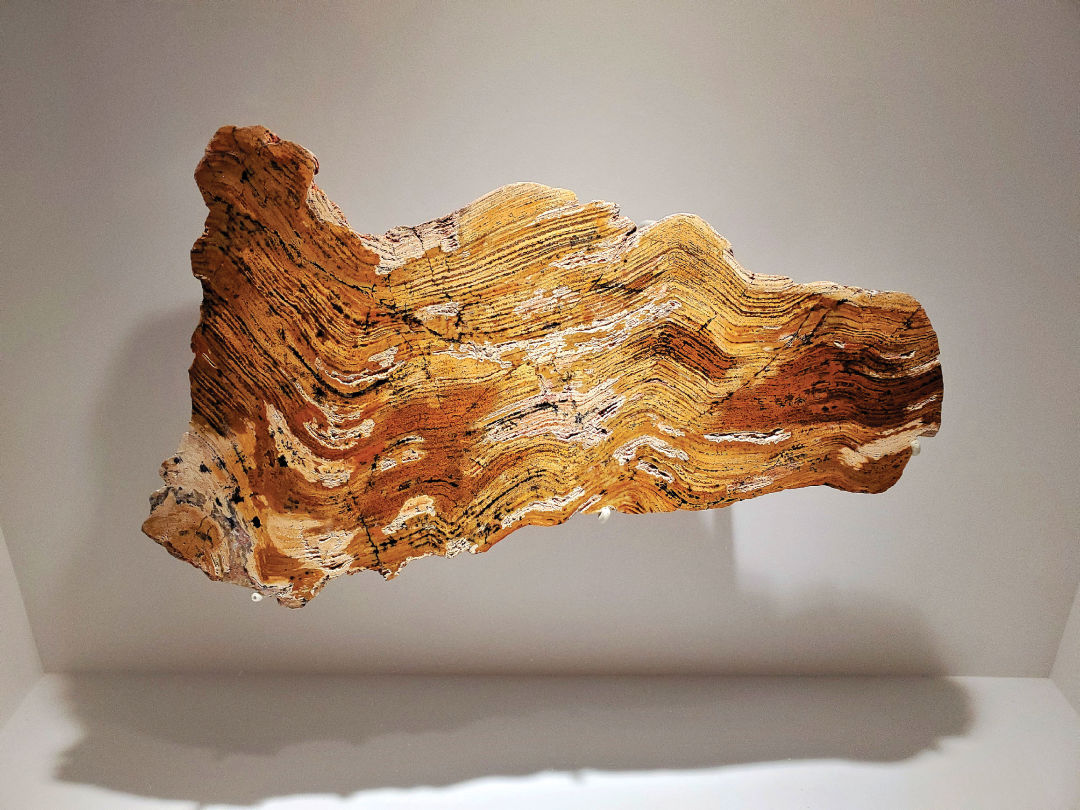 Strelley Pool Stromatolite sample