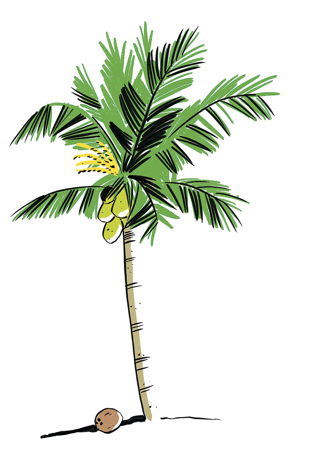 The Coconut Palm Is A Universal Symbol Of The Tropics Sarasota Magazine