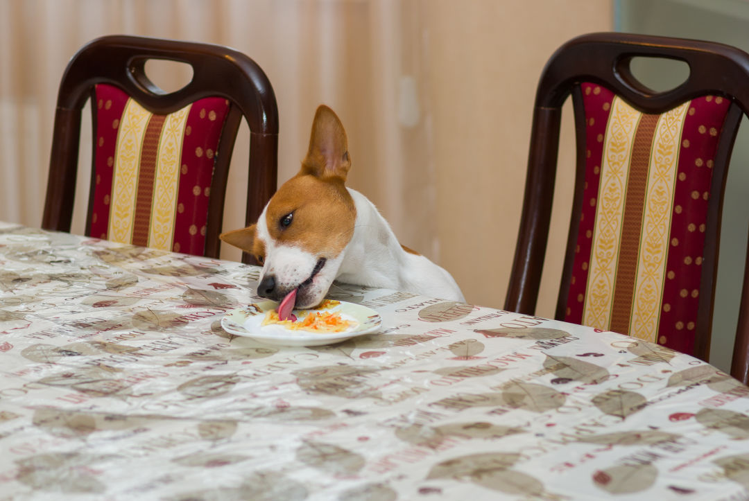 Shutterstock 343429409 nasomt