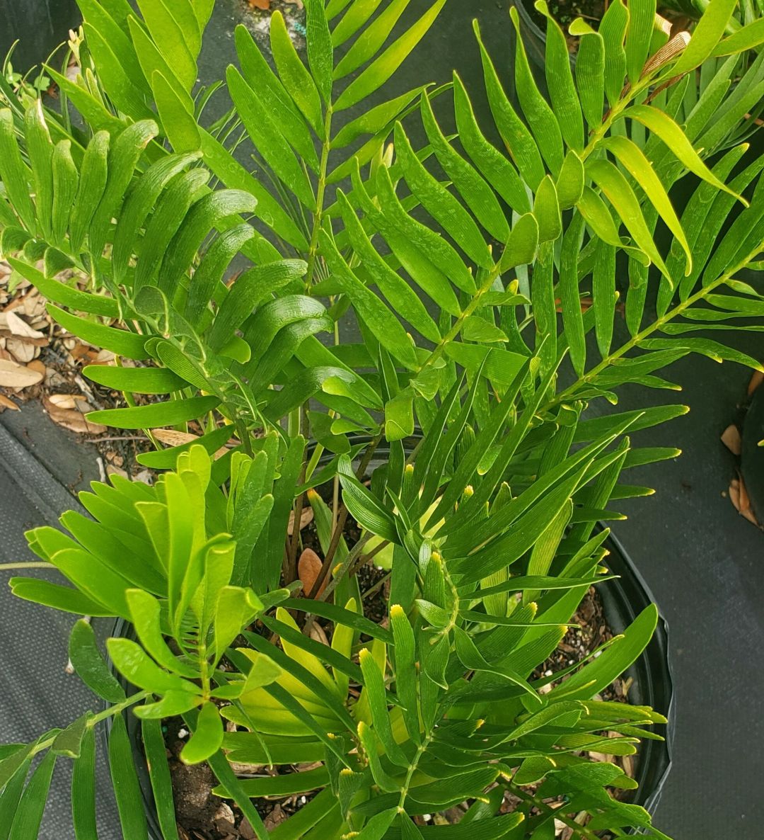 Close up picture of a Coontie plant