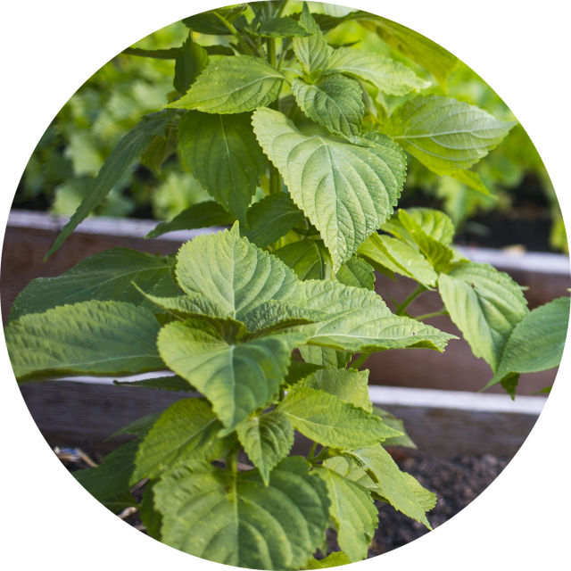Pomoda 16 pizza garden shiso okzgm8