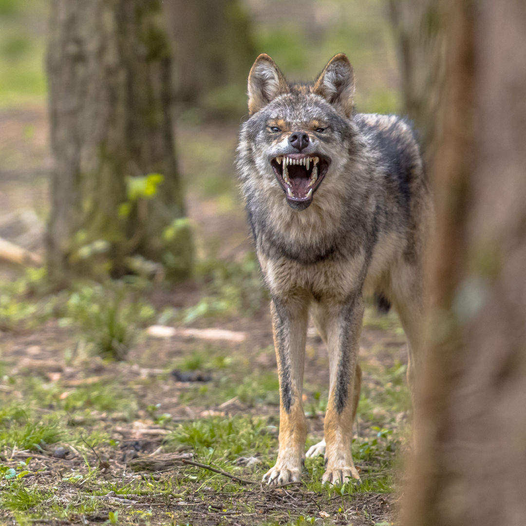 Surprisingly, Texas Ranked No. 1 in the US for Fatal Animal Attacks | Houstonia Magazine Surprisingly, Texas Ranked No. 1 in the US for Fatal Animal Attacks | Houstonia Magazine