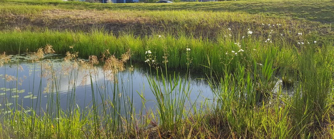 What The Houston Botanic Garden Will Teach Us About Natural Flood