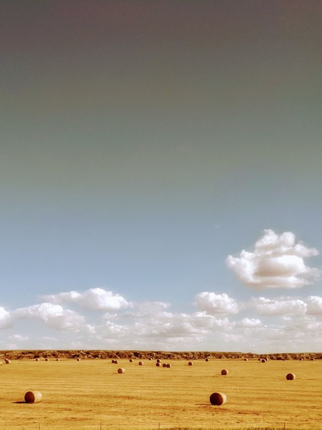 Haystacks in a field on the plains