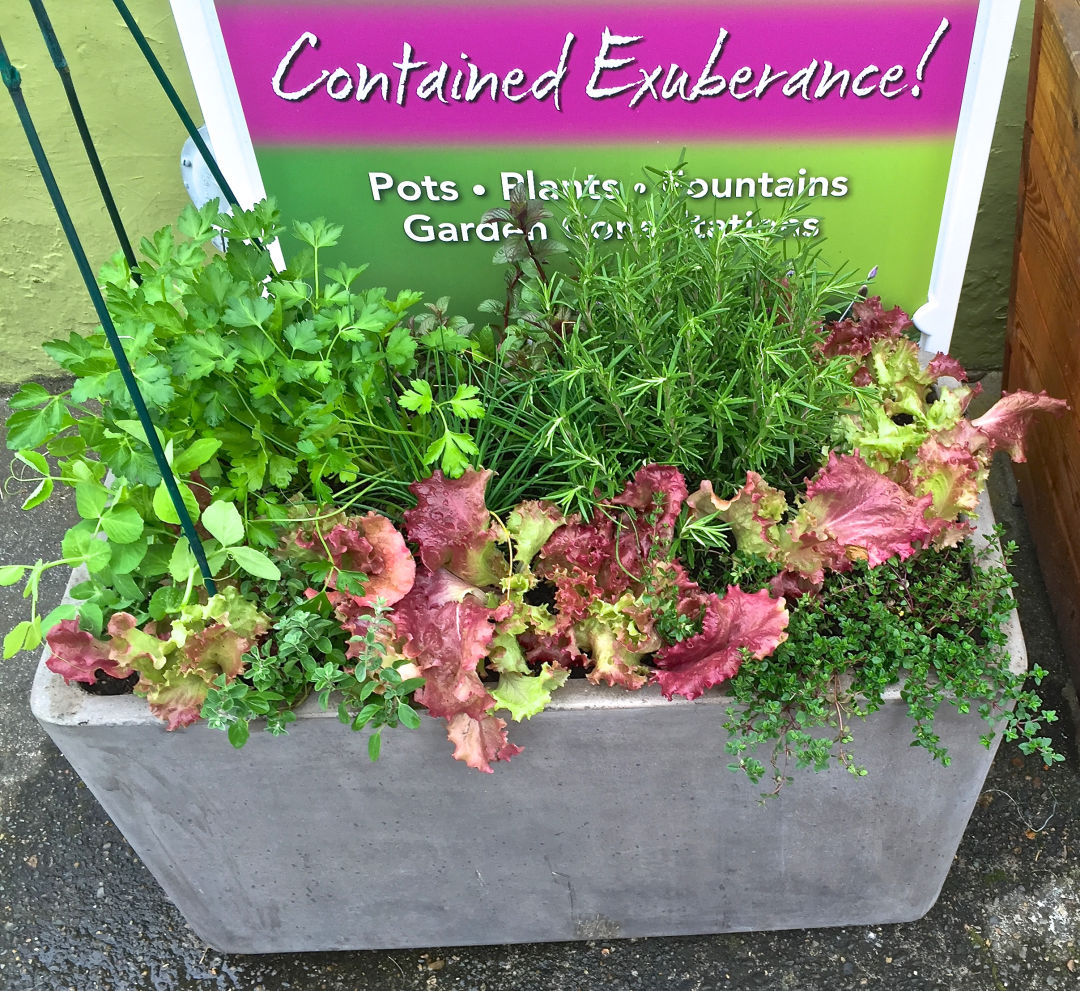 Hgd edible urban planter 2016 sx4ffi