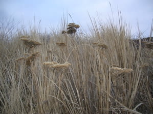 More grass and yarrow ggklky