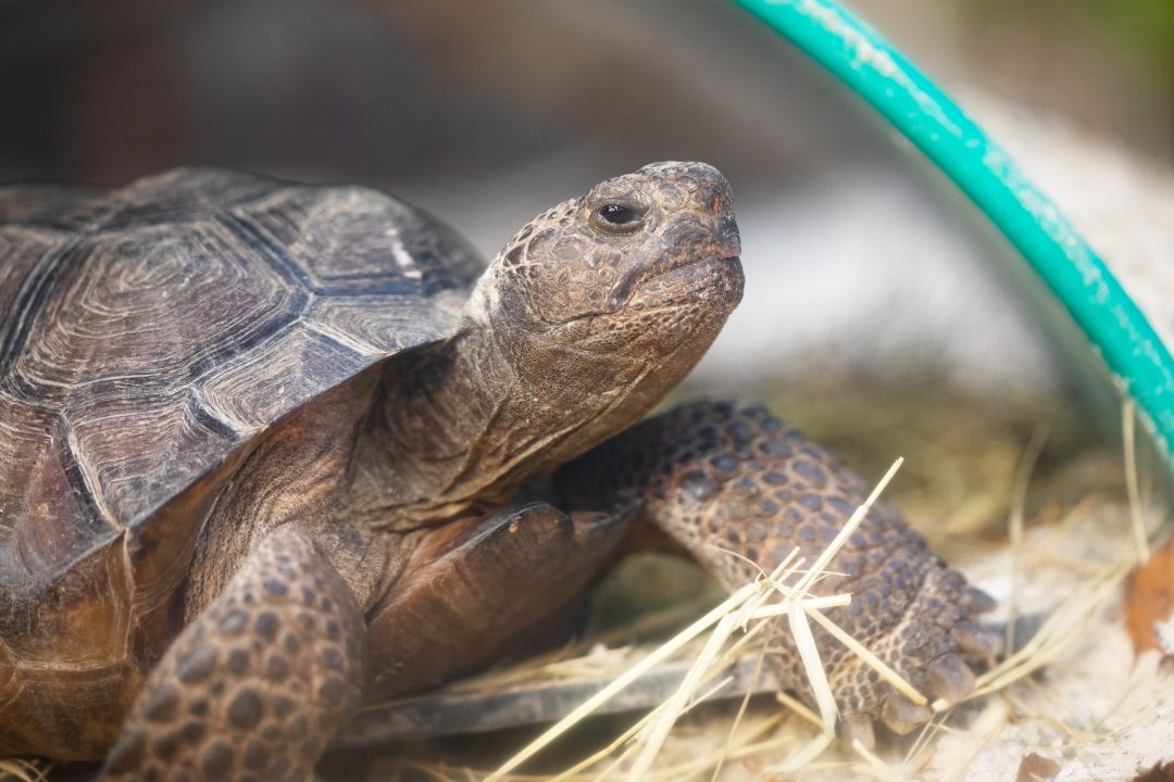 A gopher tortoise