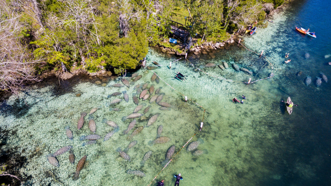 Manatees gather in Crystal River, north of Tampa.