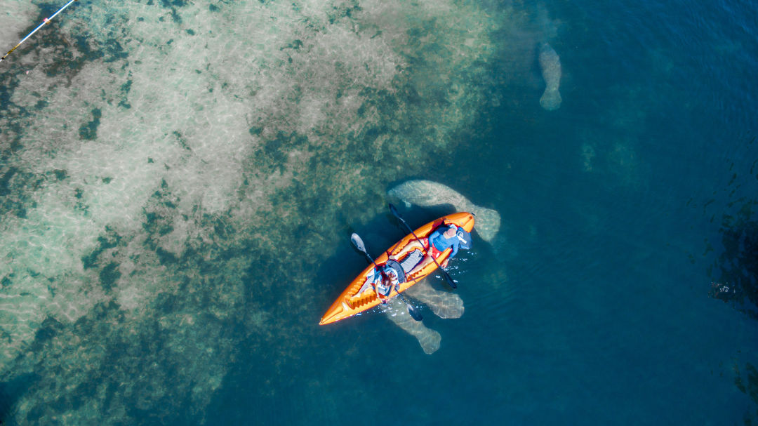 You'll often spot manatees in our area's waters.