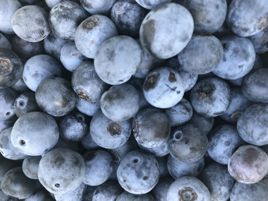 blueberries. [d.r. thursday]