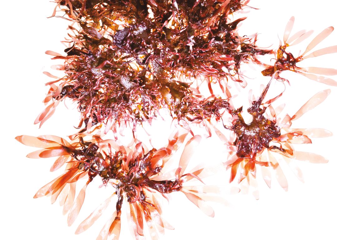 Pmha 16 eat dulse seaweed sgqyrt