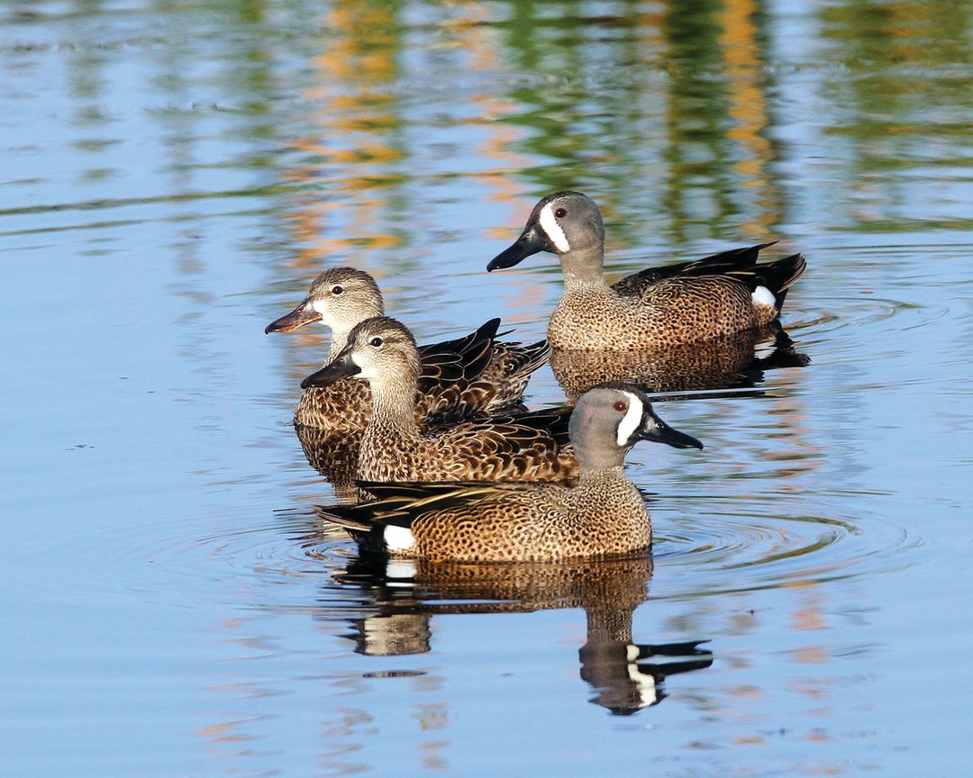 Blue winged teal by rick greenspun ynrj5a