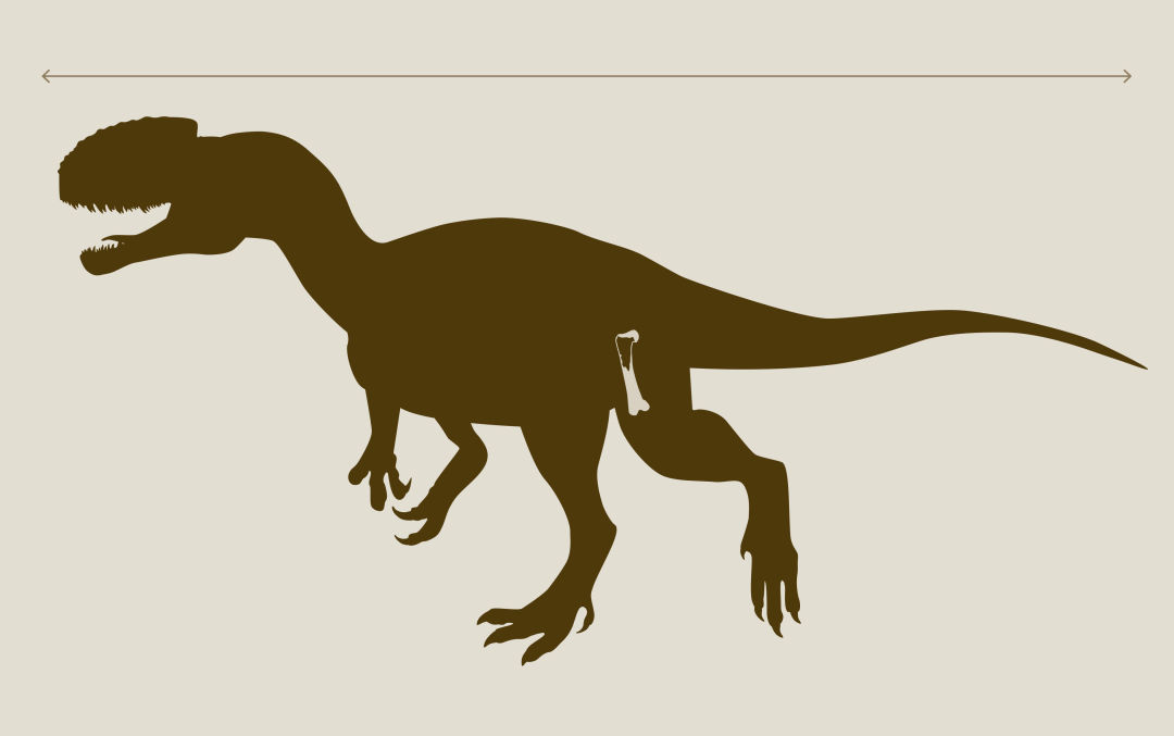 Suciasaurus graphic with femur fragment.