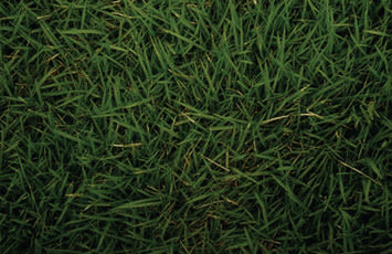 073 fiction grass at my feet t lnqi6a