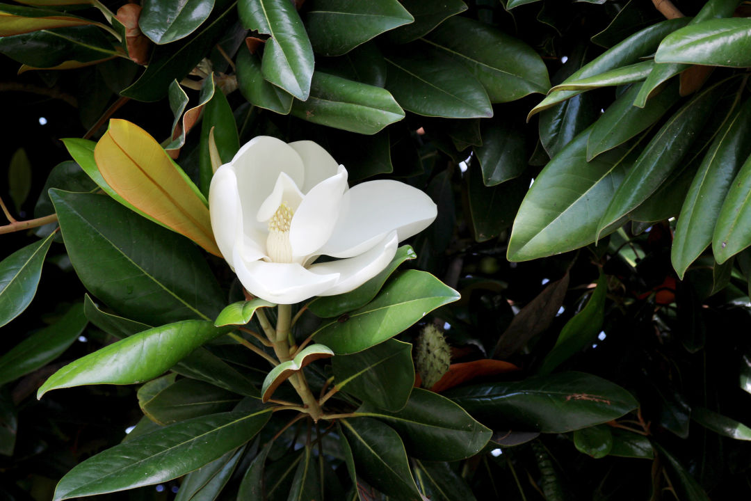 A magnolia tree