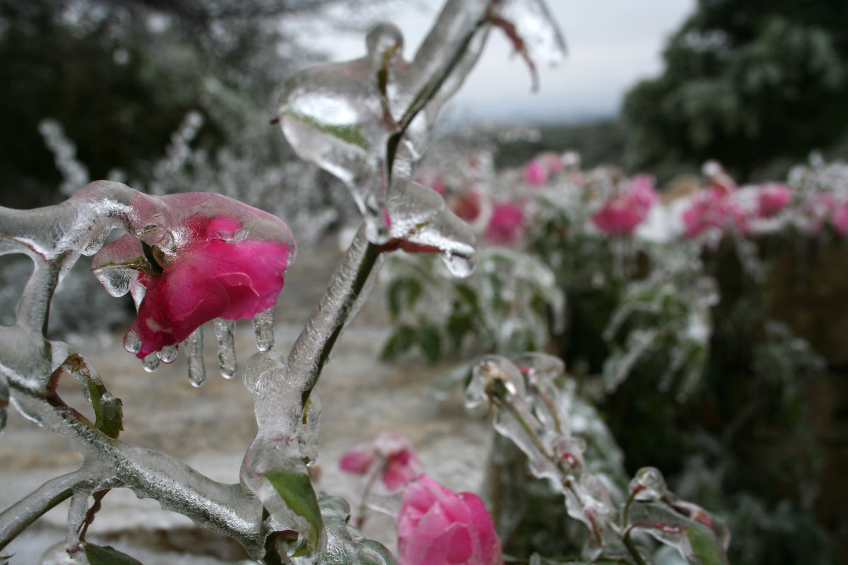 protect potted plants from heavy rain