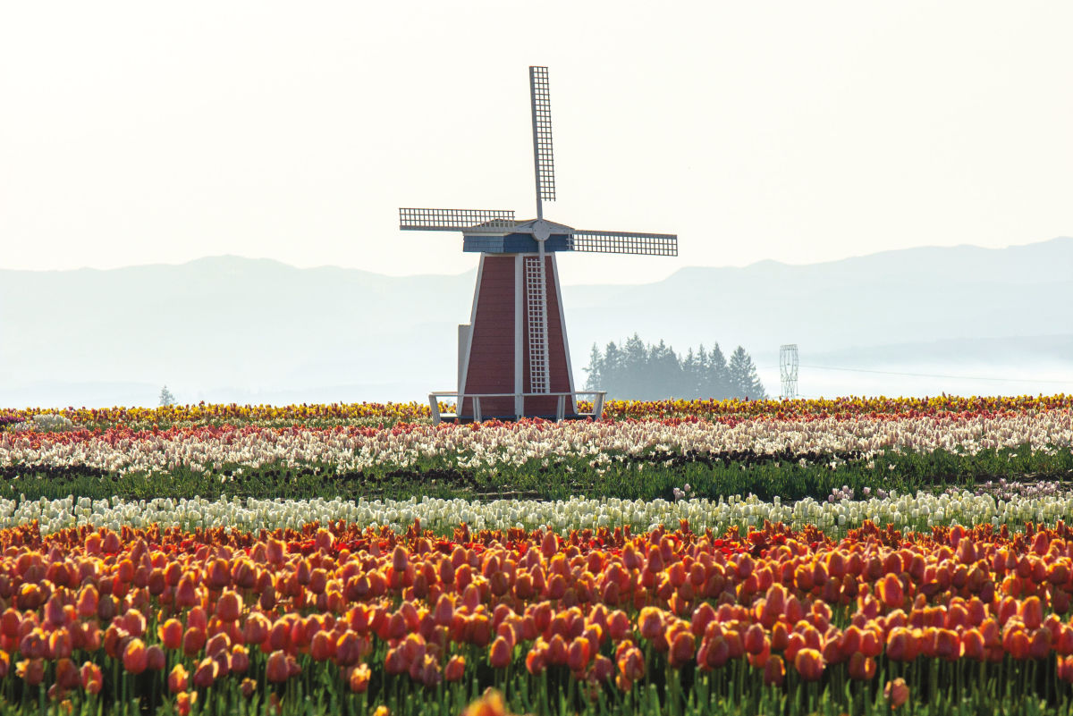 Commune with the Blooms at 4 Willamette Valley Flower Farms - Vimarsana News