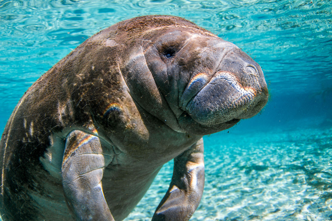 Adopt a Manatee.