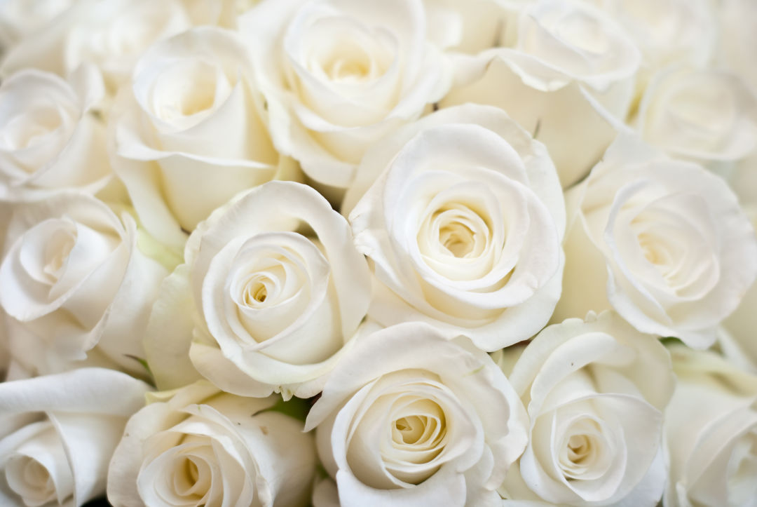 White roses