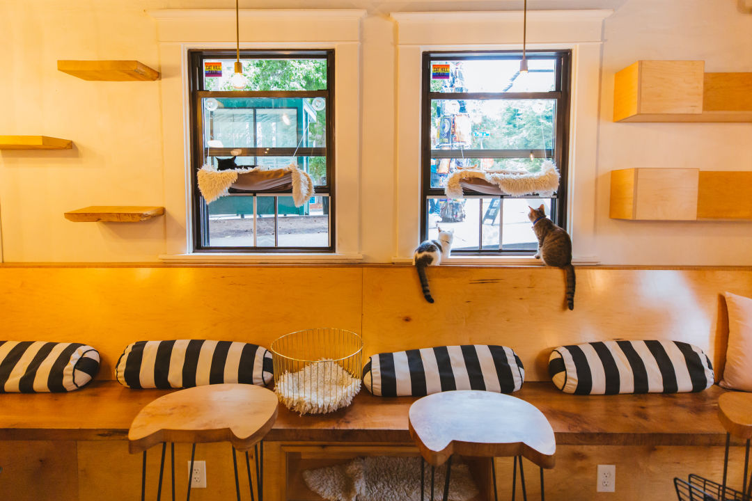 12 Best Cat Cafes in the US for Kitty Cuddles and Coffee