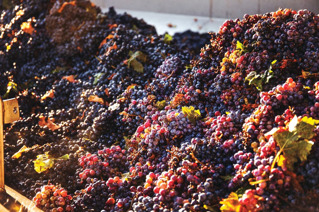 Beyond Bordeaux: Texas Winemakers Look for New Grapes | Houstonia