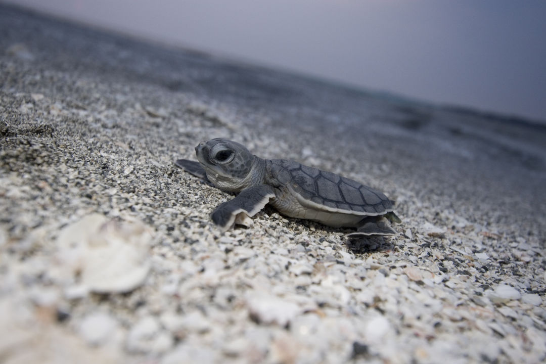 Sea Turtle Nesting Season Is Here Sarasota Magazine