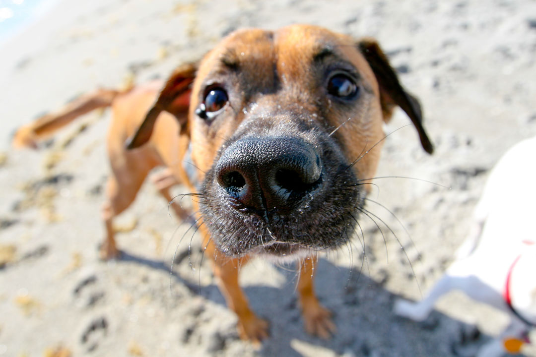 Sorry, four-legged friends: no dogs on the beach.