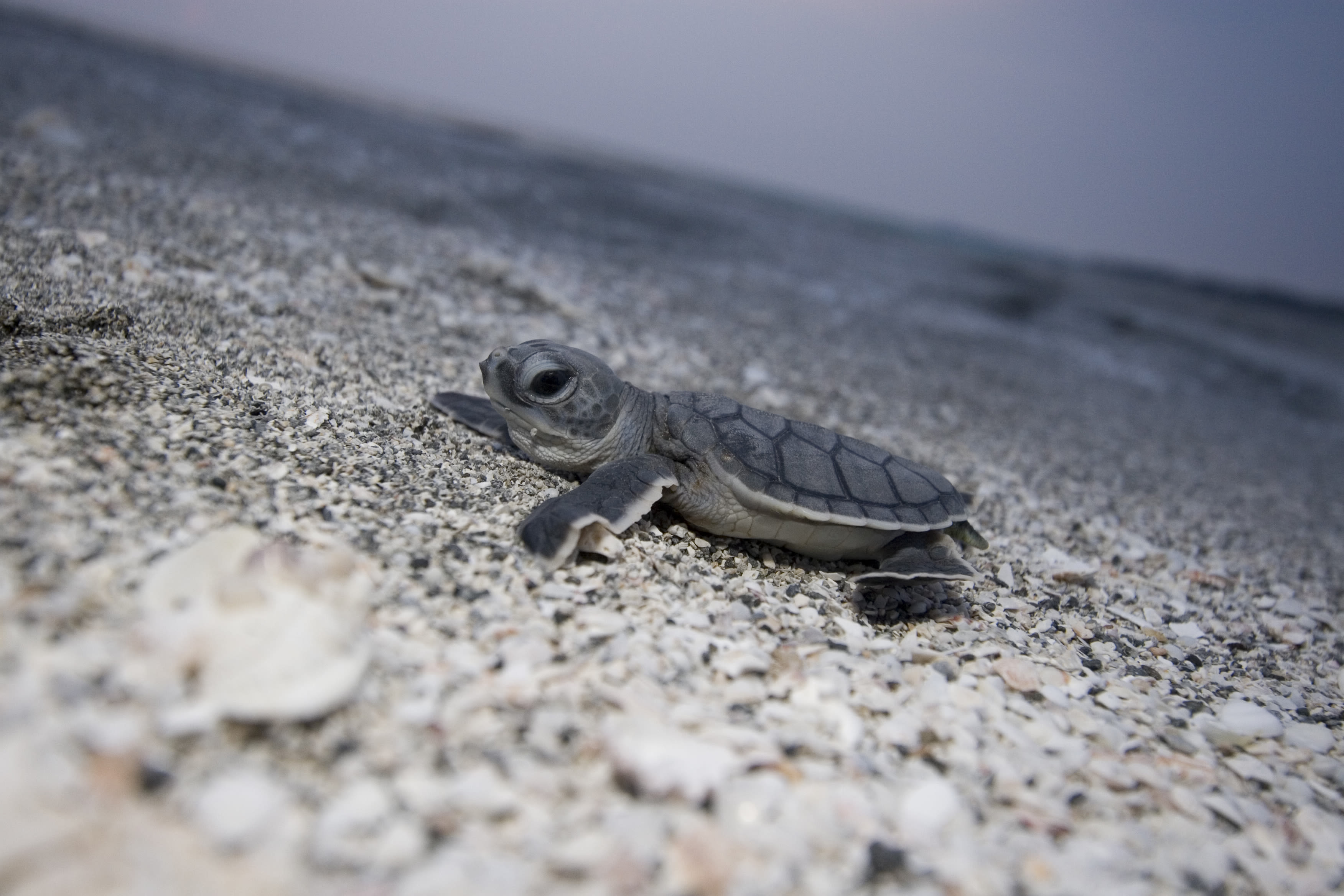 Sea Turtle Nesting Season Is Back on Florida