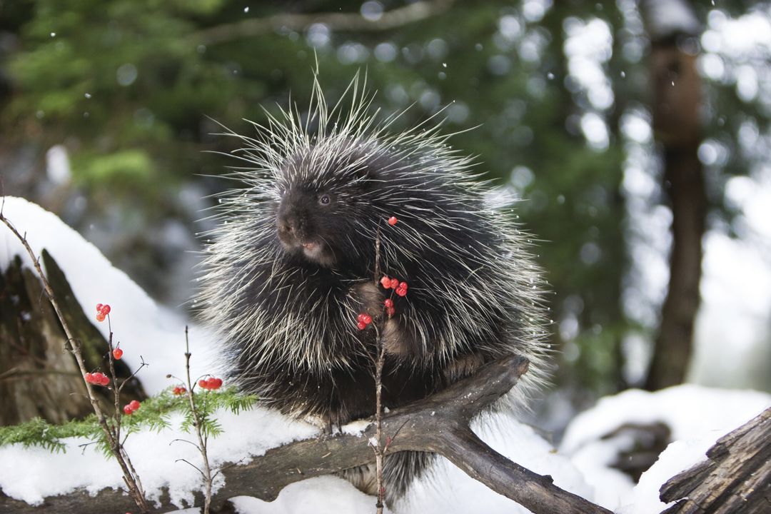 Pcwi 14 porcupine lnummy