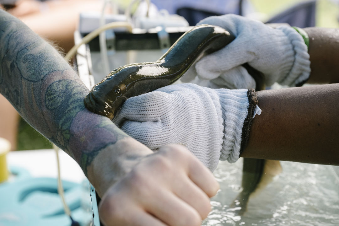Willamette-Falls-indigenous-tribes-waterfall-lamprey_n4oqlo The Fight for Willamette Falls