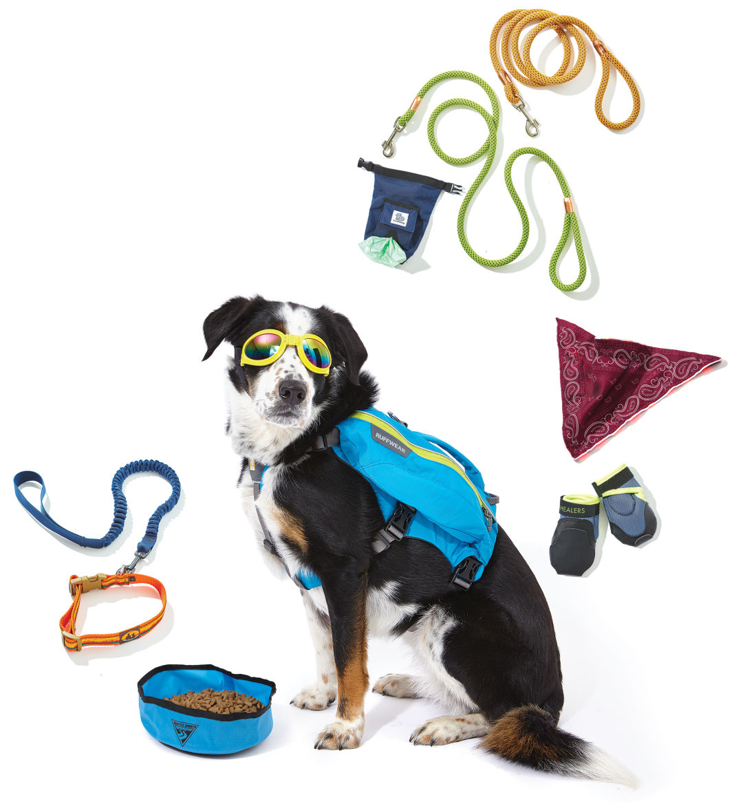 Dog hgpb3p