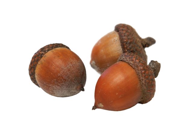 Pcwi 14 weather acorns dbqbm8