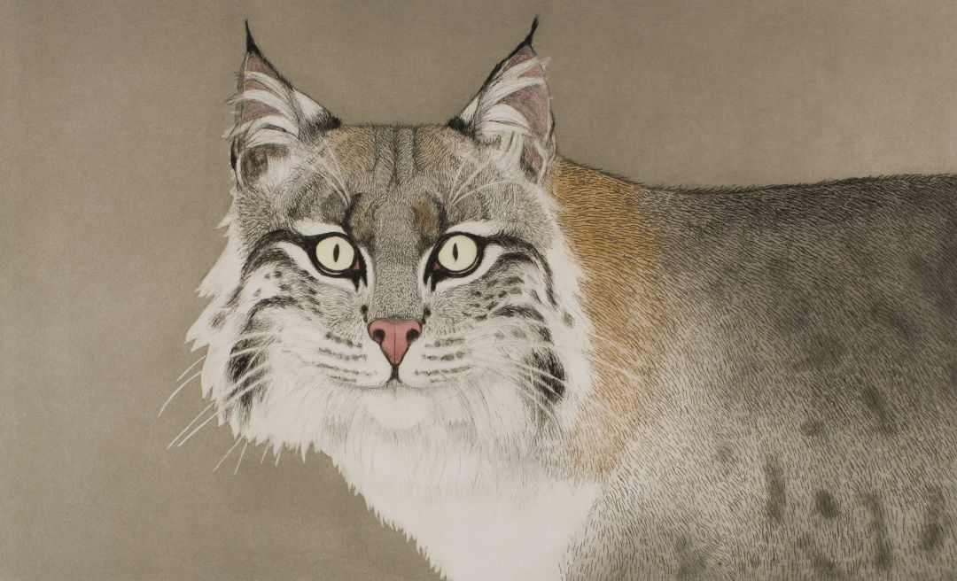 Beth van hoesen bobcat 2007 0060 0552 m cropped nre7tf