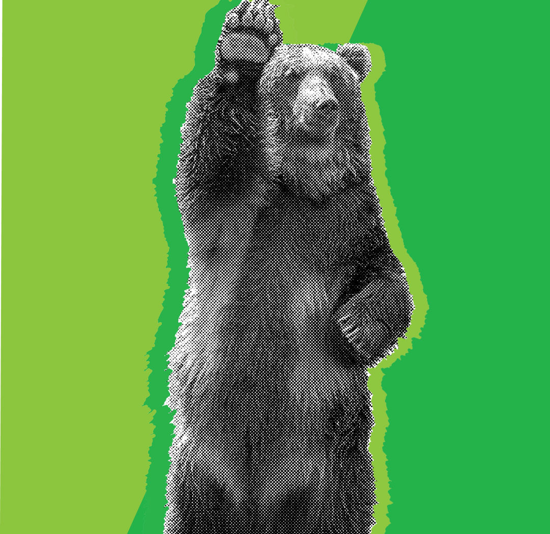 0817 shakedown bear dgxlan