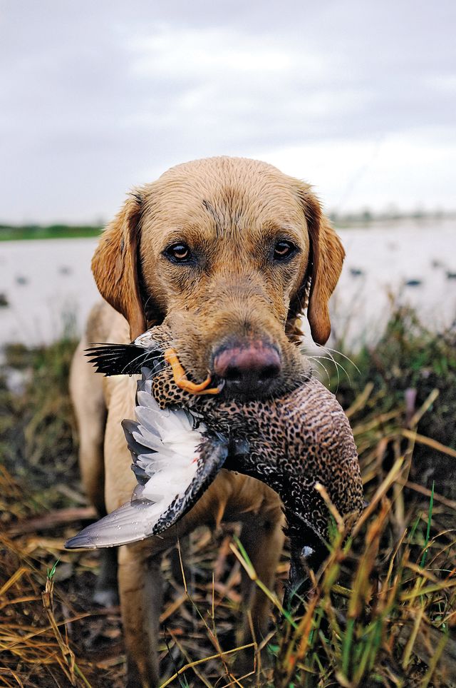 Anahuac nwr duck hunting