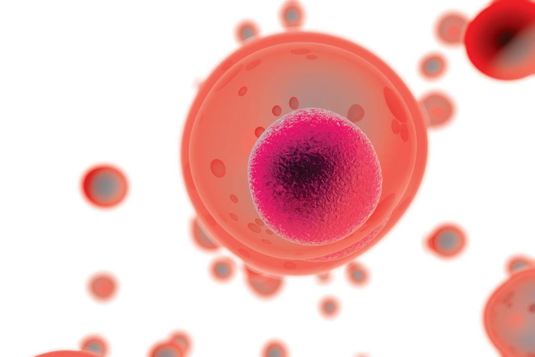 An image of a T-cell.